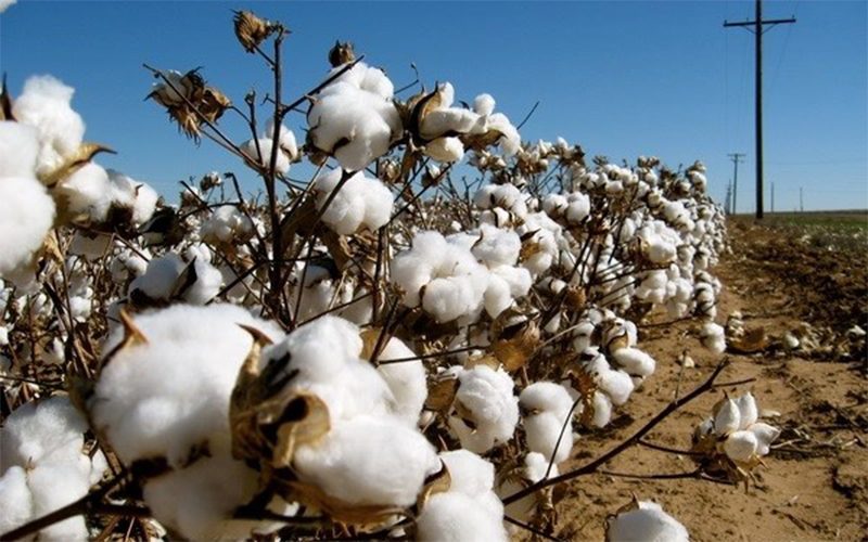 bông cotton là gì